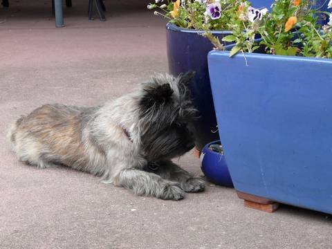 cairn terrier hunting